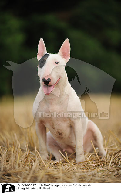 sitting Miniature Bullterrier / YJ-05617