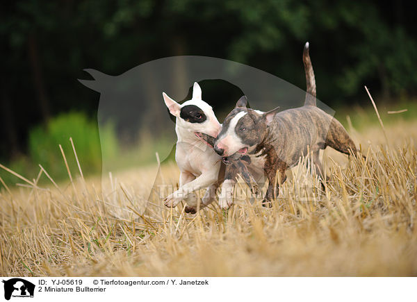 2 Miniature Bullterrier / YJ-05619