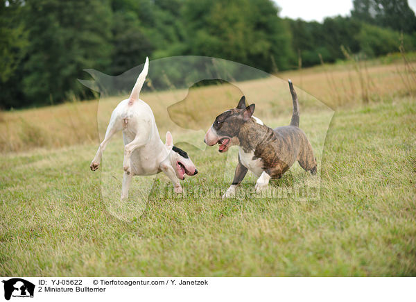 2 Miniature Bullterrier / YJ-05622