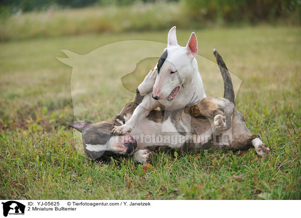 2 Miniature Bullterrier / YJ-05625