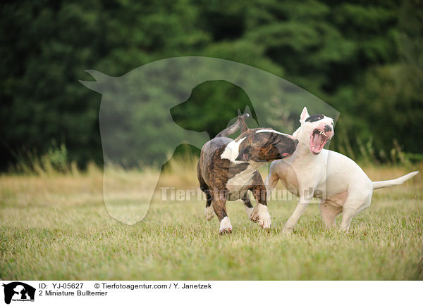 2 Miniature Bullterrier / YJ-05627