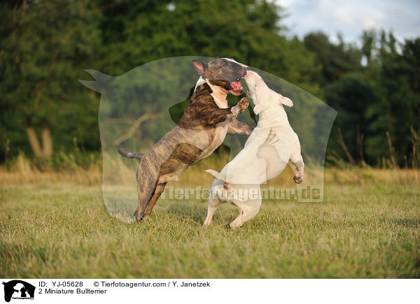 2 Miniature Bullterrier / YJ-05628
