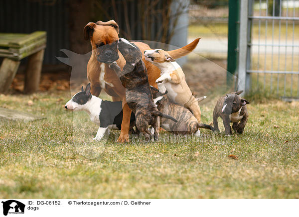 dogs / DG-06152