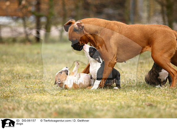 dogs / DG-06157