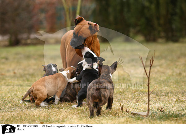 dogs / DG-06160