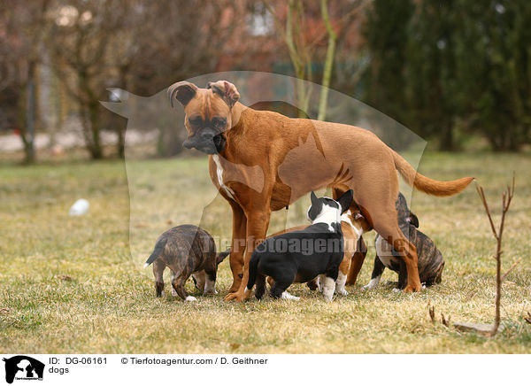 dogs / DG-06161