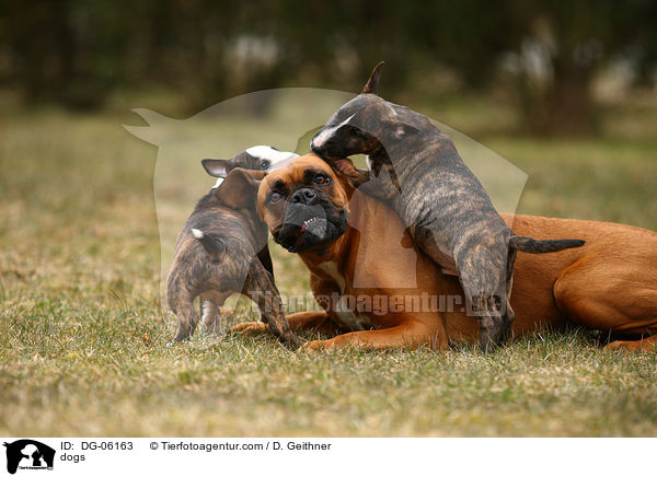 dogs / DG-06163