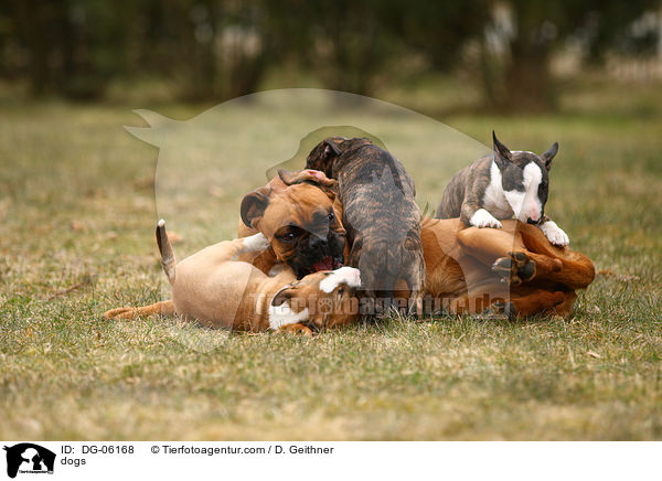 dogs / DG-06168