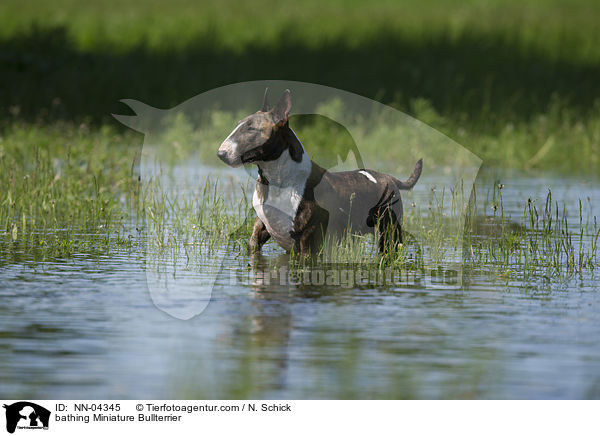 bathing Miniature Bullterrier / NN-04345