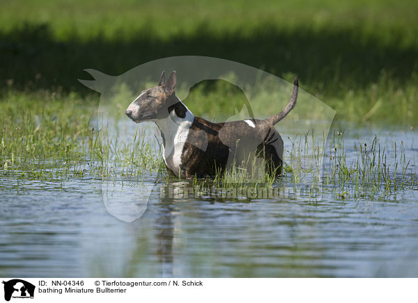 bathing Miniature Bullterrier / NN-04346