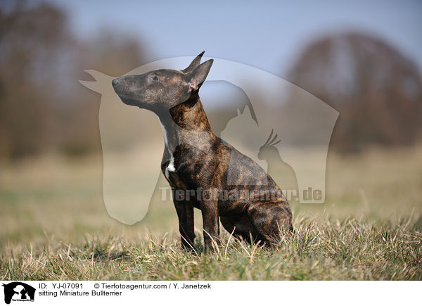 sitting Miniature Bullterrier / YJ-07091