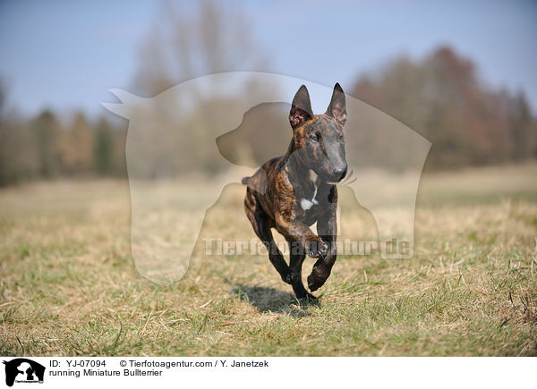 running Miniature Bullterrier / YJ-07094