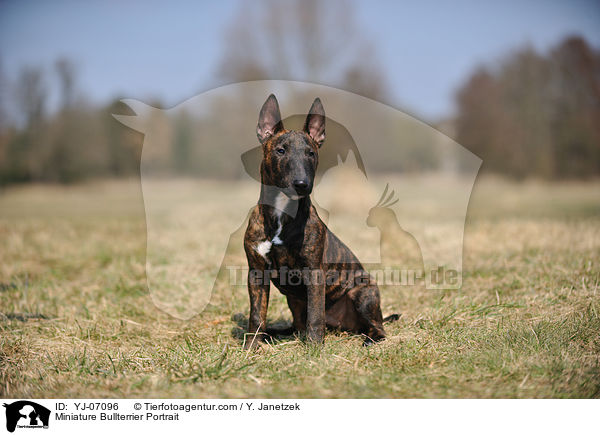 Miniature Bullterrier Portrait / YJ-07096