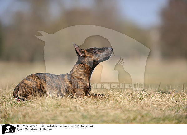 lying Miniature Bullterrier / YJ-07097