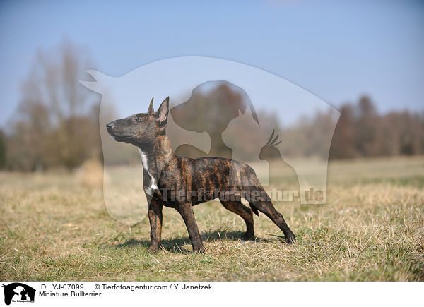 Miniature Bullterrier / YJ-07099