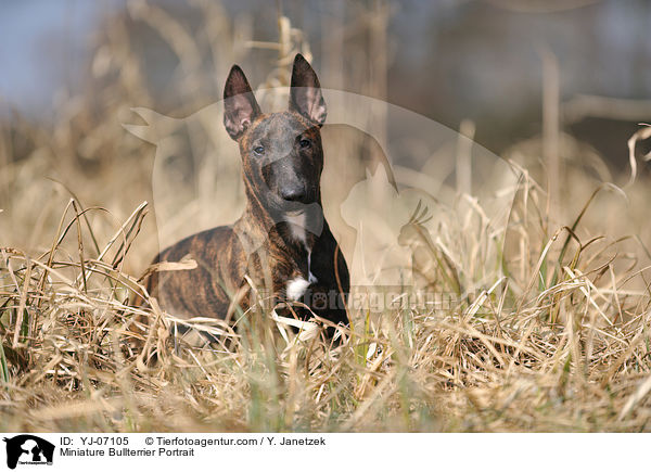 Miniature Bullterrier Portrait / YJ-07105