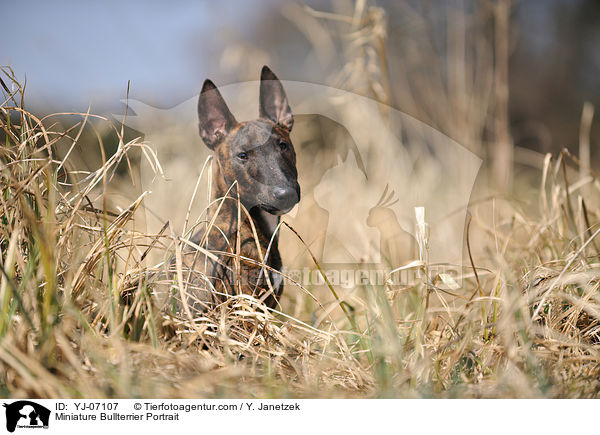 Miniature Bullterrier Portrait / YJ-07107