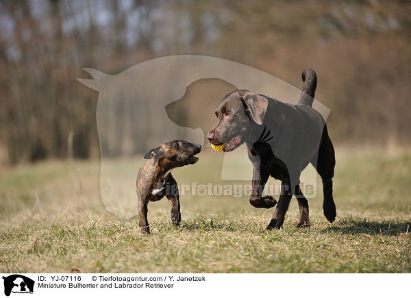 Miniature Bullterrier and Labrador Retriever / YJ-07116