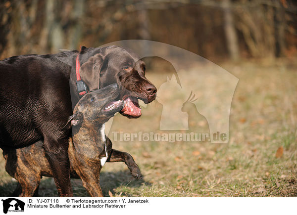 Miniature Bullterrier and Labrador Retriever / YJ-07118