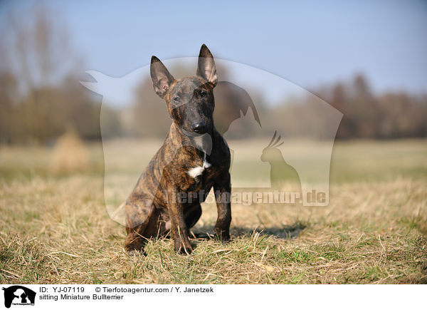 sitting Miniature Bullterrier / YJ-07119