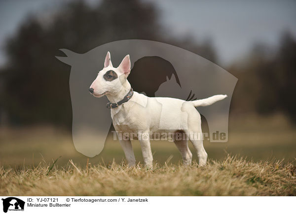 Miniature Bullterrier / YJ-07121