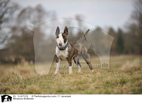 Miniature Bullterrier / YJ-07123