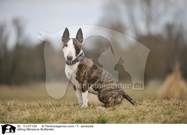 sitting Miniature Bullterrier / YJ-07124