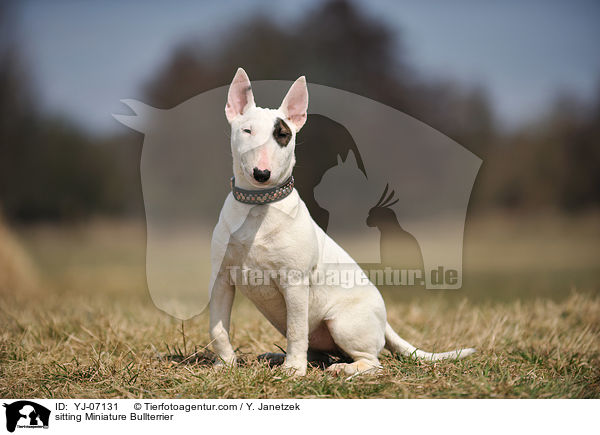 sitting Miniature Bullterrier / YJ-07131