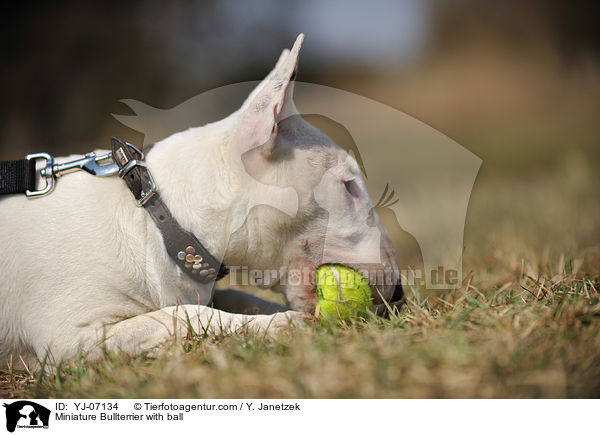 Miniature Bullterrier with ball / YJ-07134