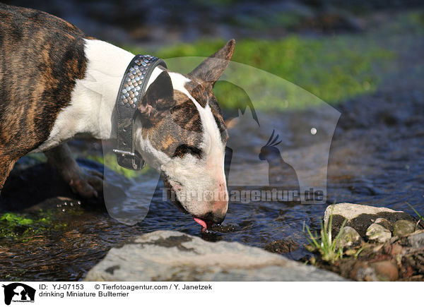 drinking Miniature Bullterrier / YJ-07153