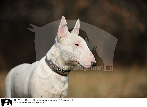 Miniature Bullterrier Portrait / YJ-07155