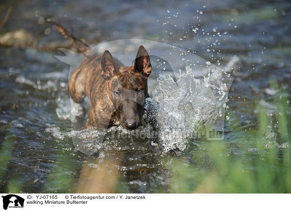 walking Miniature Bullterrier / YJ-07165