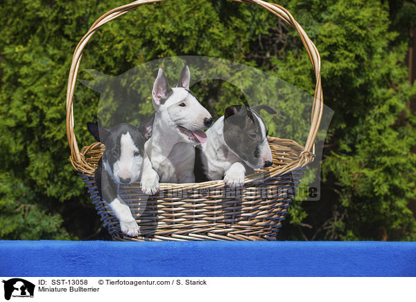 Miniature Bullterrier / SST-13058