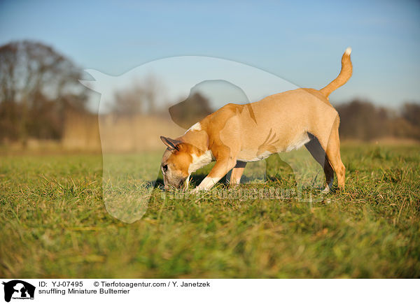 snuffling Miniature Bullterrier / YJ-07495