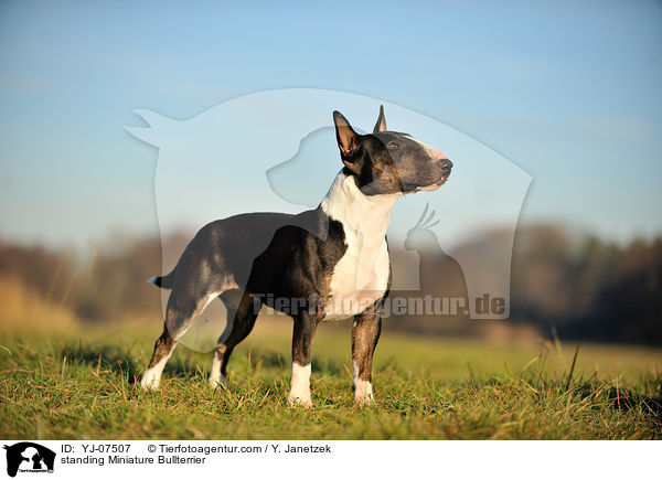 standing Miniature Bullterrier / YJ-07507