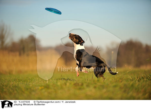 playing Miniature Bullterrier / YJ-07535