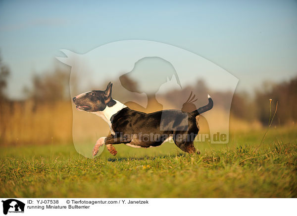 running Miniature Bullterrier / YJ-07538