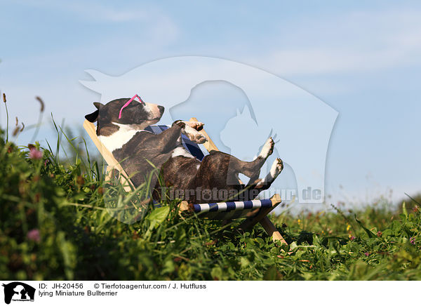liegender Miniatur Bullterrier / lying Miniature Bullterrier / JH-20456