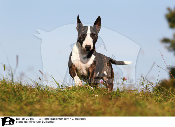 standing Miniature Bullterrier / JH-20457