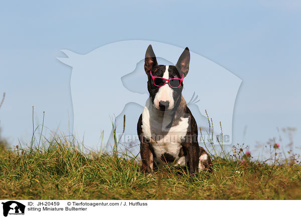 sitzender Miniatur Bullterrier / sitting Miniature Bullterrier / JH-20459