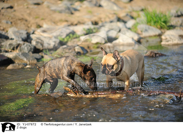 2 Hunde / 2 dogs / YJ-07872