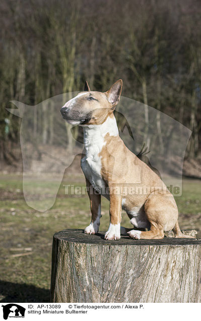 sitting Miniature Bullterrier / AP-13089