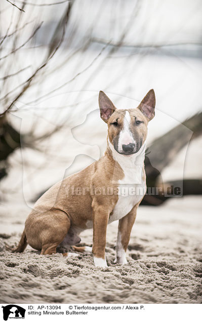 sitting Miniature Bullterrier / AP-13094