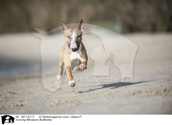 running Miniature Bullterrier / AP-13111