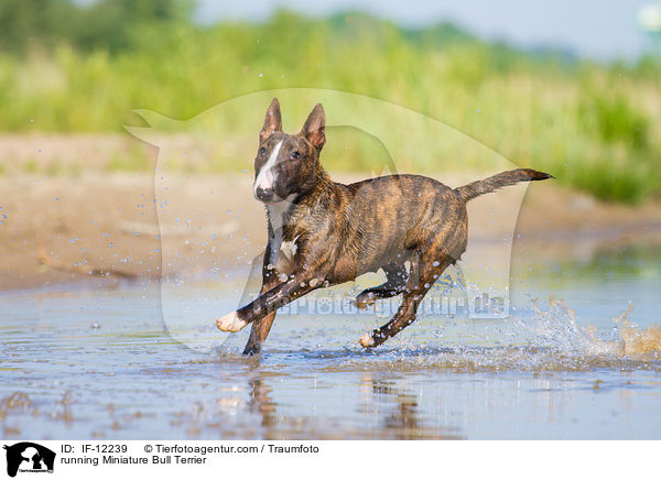 running Miniature Bull Terrier / IF-12239