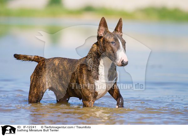 bathing Miniature Bull Terrier / IF-12241