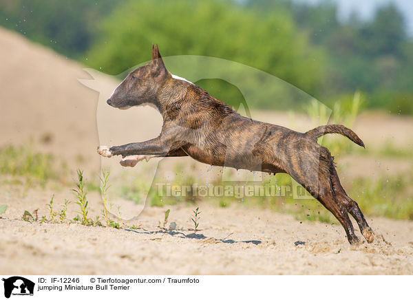 jumping Miniature Bull Terrier / IF-12246