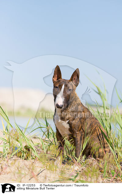 sitting Miniature Bull Terrier / IF-12253