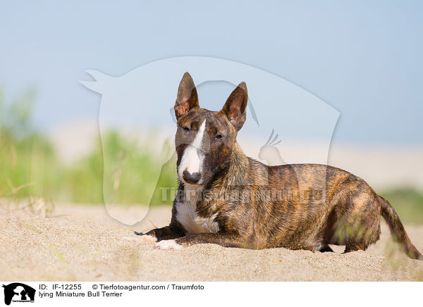 lying Miniature Bull Terrier / IF-12255