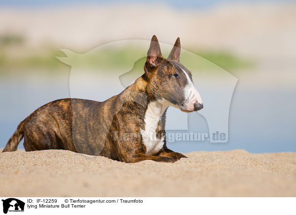 lying Miniature Bull Terrier / IF-12259